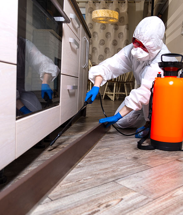 Insect Control Service in Abu Dhabi | Best Insect Control Service Comapanies in Abu Dhabi